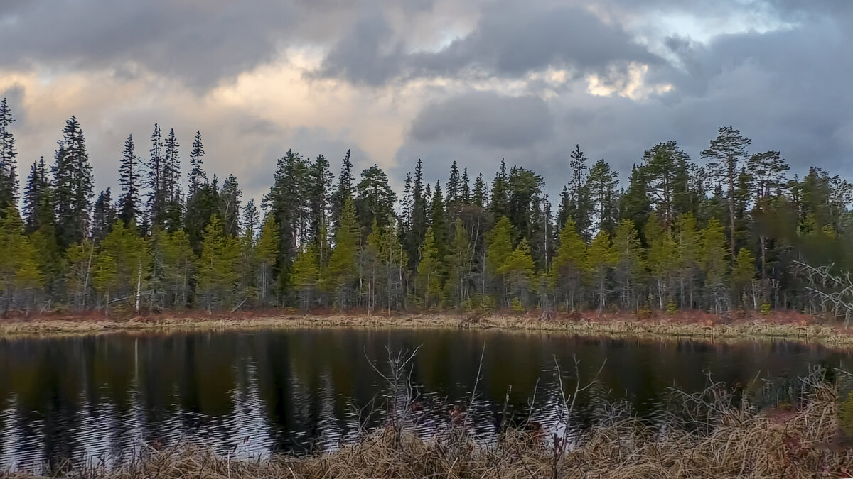 Тайга сибири - Aleksey Afonin