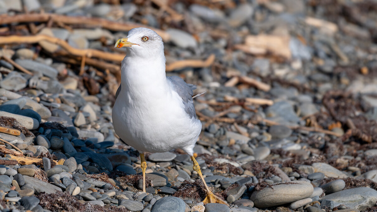 Морская чайка - Владимир Лазарев