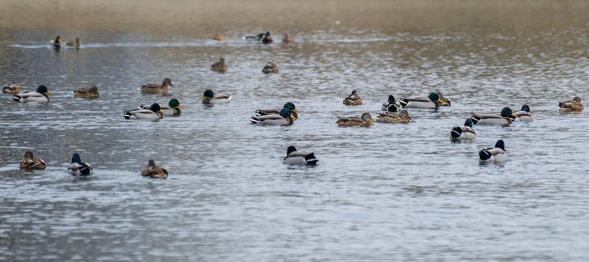 Утки - Игорь Сикорский