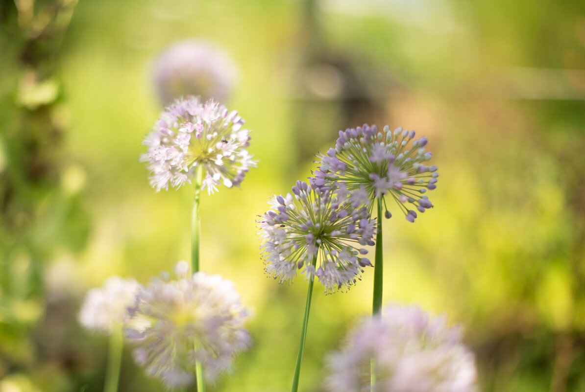**** - Светлана Попова