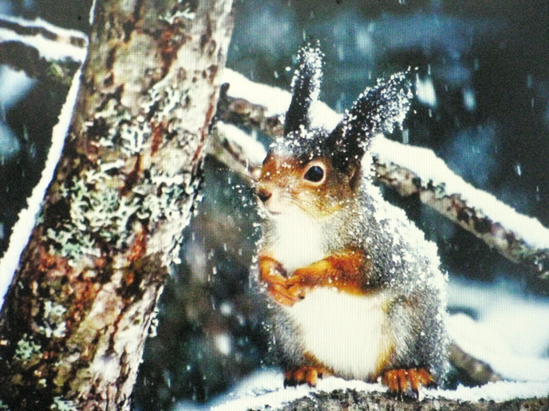 Белочка - Людмила Смородинская