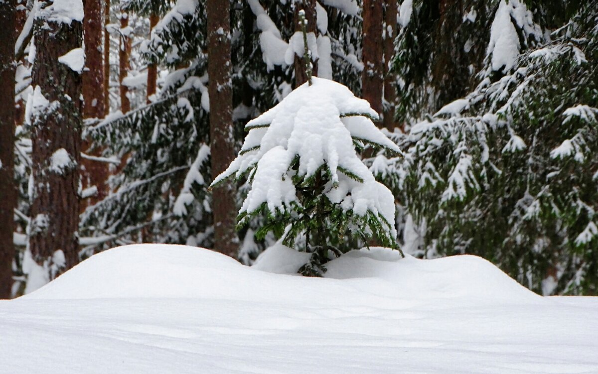 Мороз снежком укутывал... . - Милешкин Владимир Алексеевич 