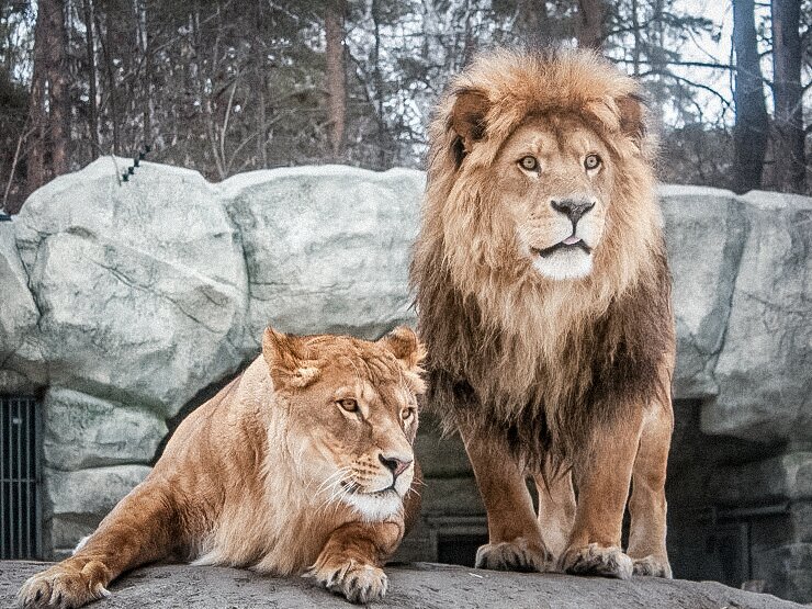 Ричард и Найтира - Аркадий Лаптенко