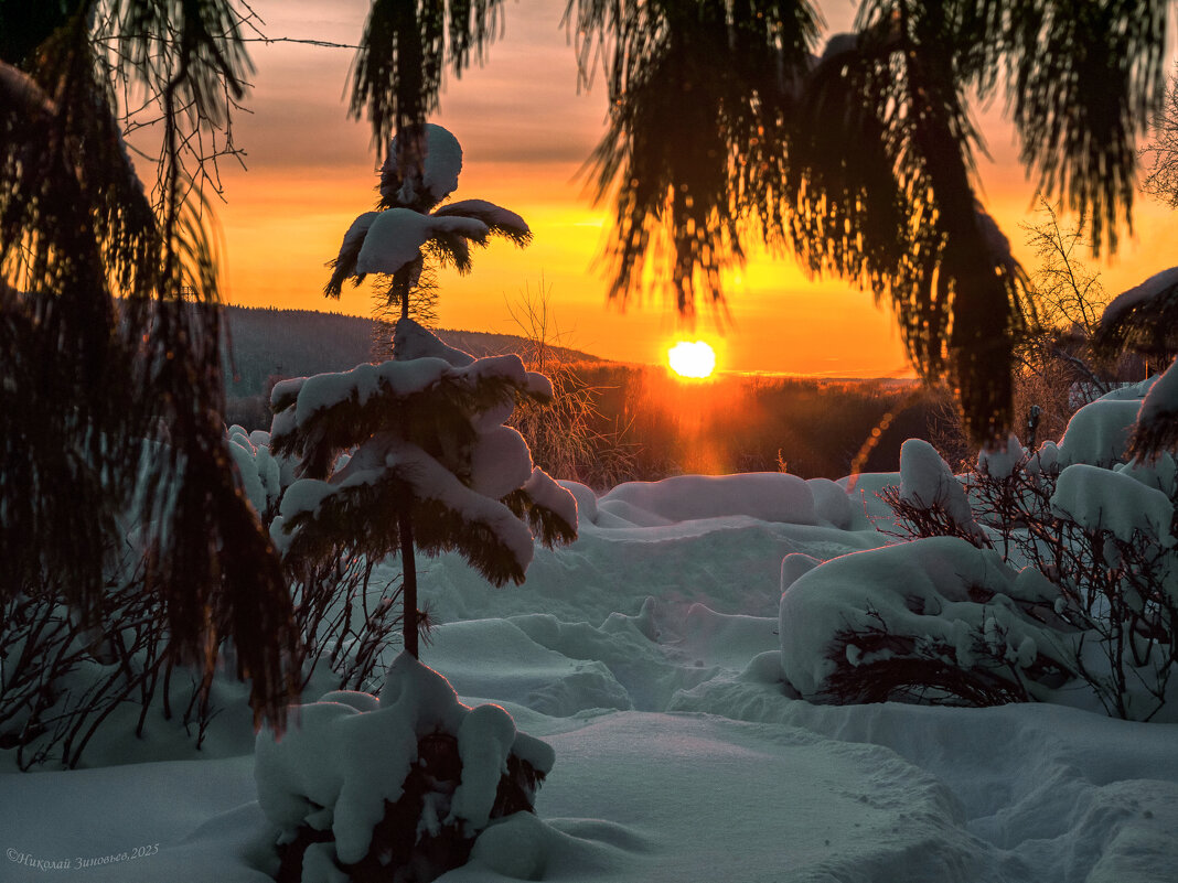 Взгляд на закат из сибирских кедров) Ухта, Республика Коми - Николай Зиновьев Взгляд на закат из сибирских кедров) Ухта, Республика Коми - Николай Зиновьев