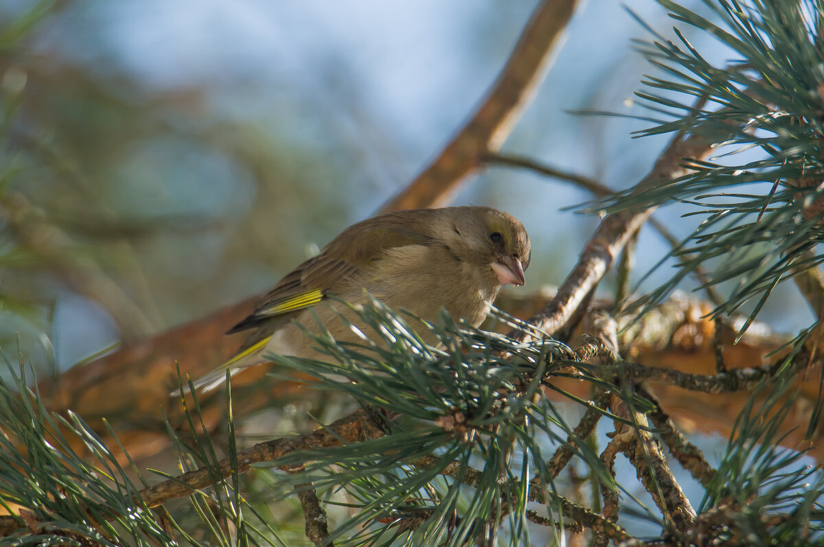 Зеленушки прилетели.... - Sergey (Apg)