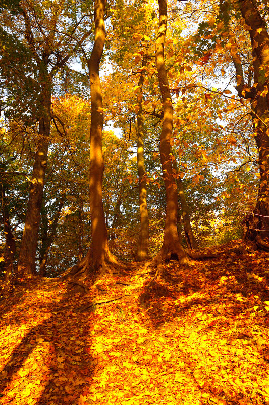 Осенью в парке. - Константин Белоногов