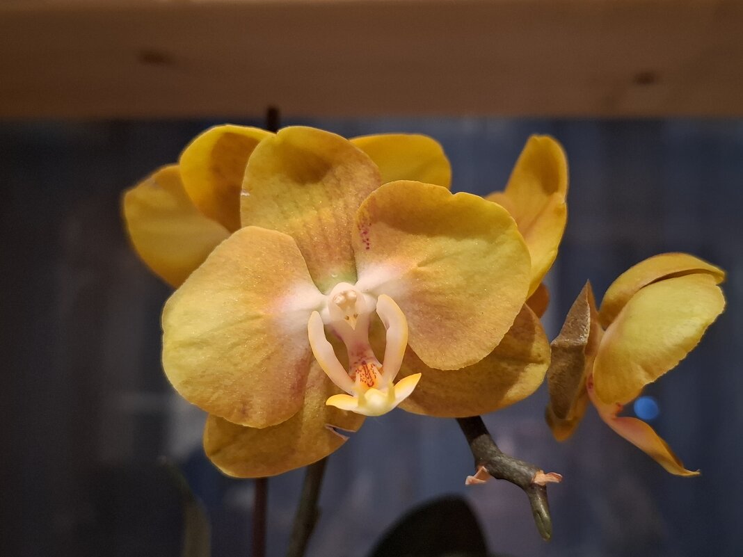 Орхидея Лас Вегас - Irene Irene