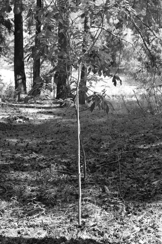 Фотография - Денис Безногов