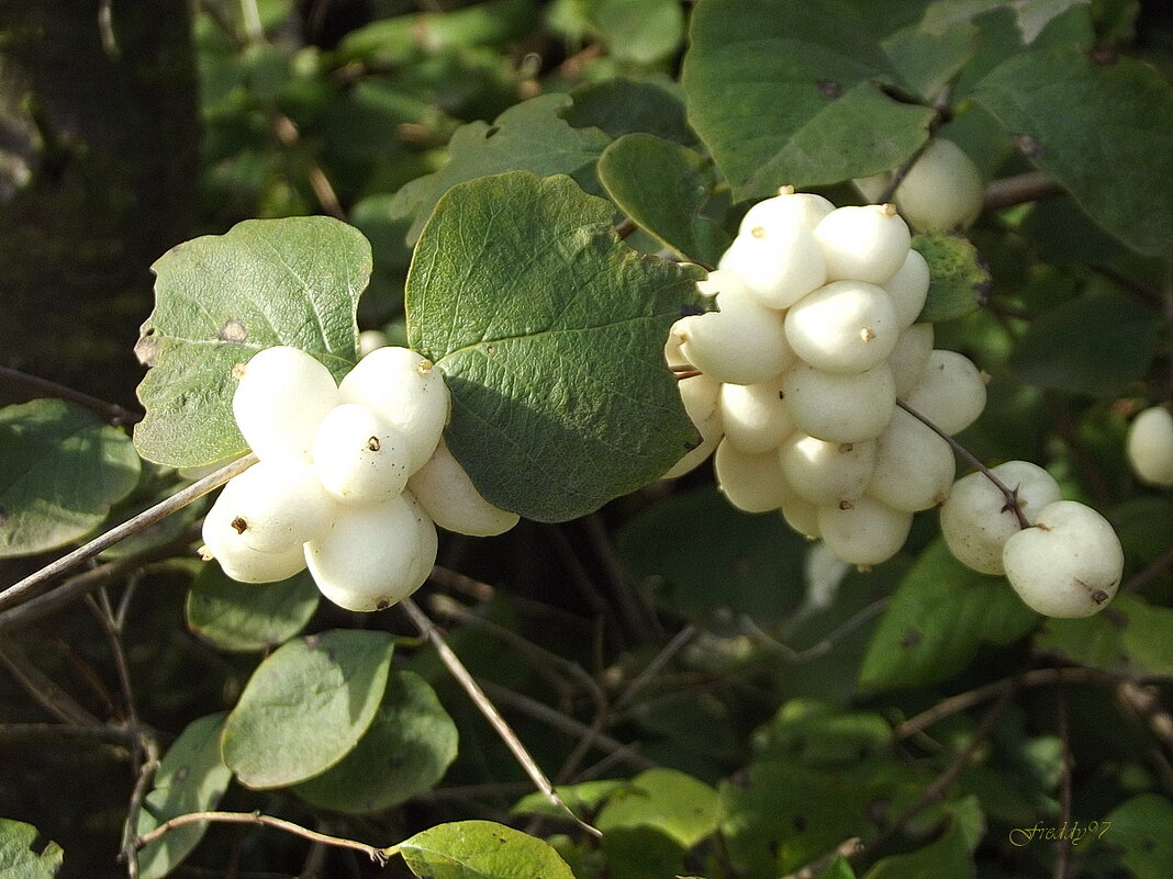 Снежноягодник - Freddy 97