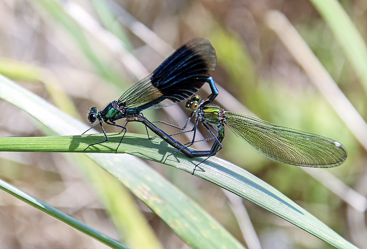 **** - Андроник Александр 