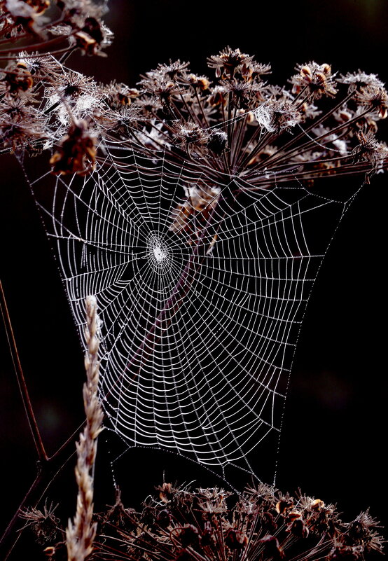 Царицыно 7 сентября - Михаил Бибичков