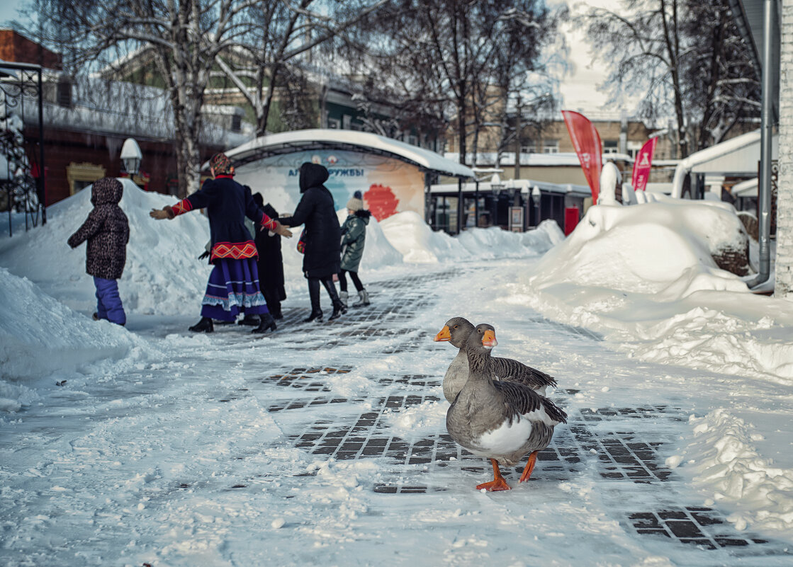 Подаше от гусей или наоборот) - Лилия . Подаше от гусей или наоборот) - Лилия .