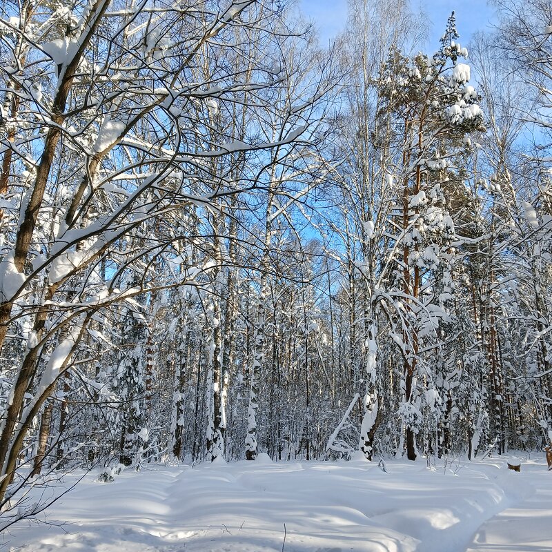собачка спряталась - Владимир 