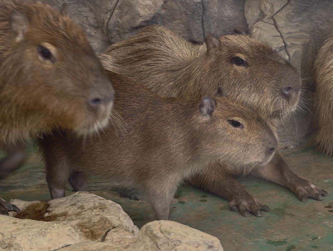 Капибарки - <<< Наташа >>>