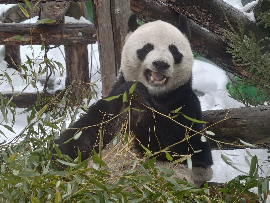 Панда Жуи - <<< Наташа >>>