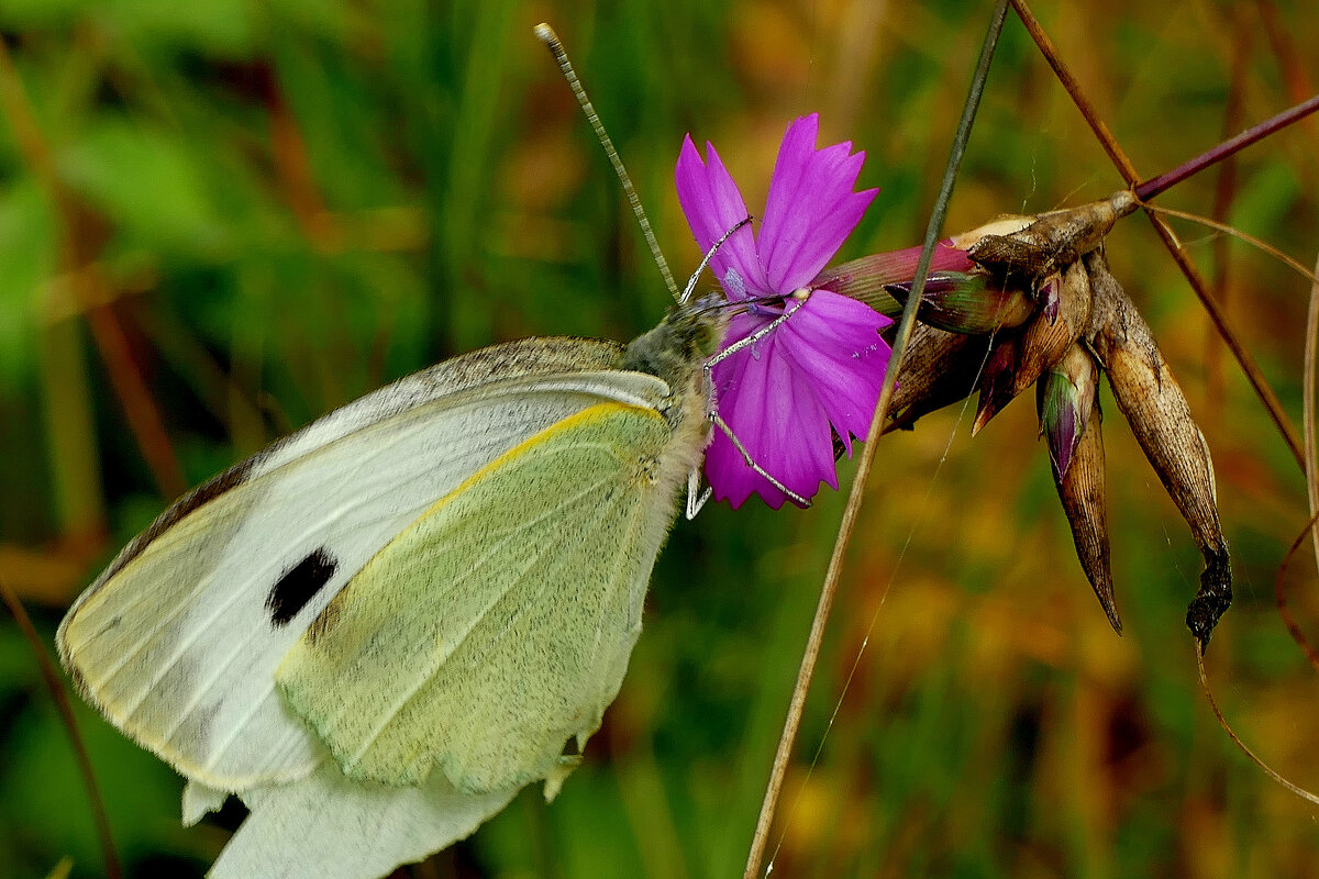 опять про бабочек...441 - Александр Прокудин
