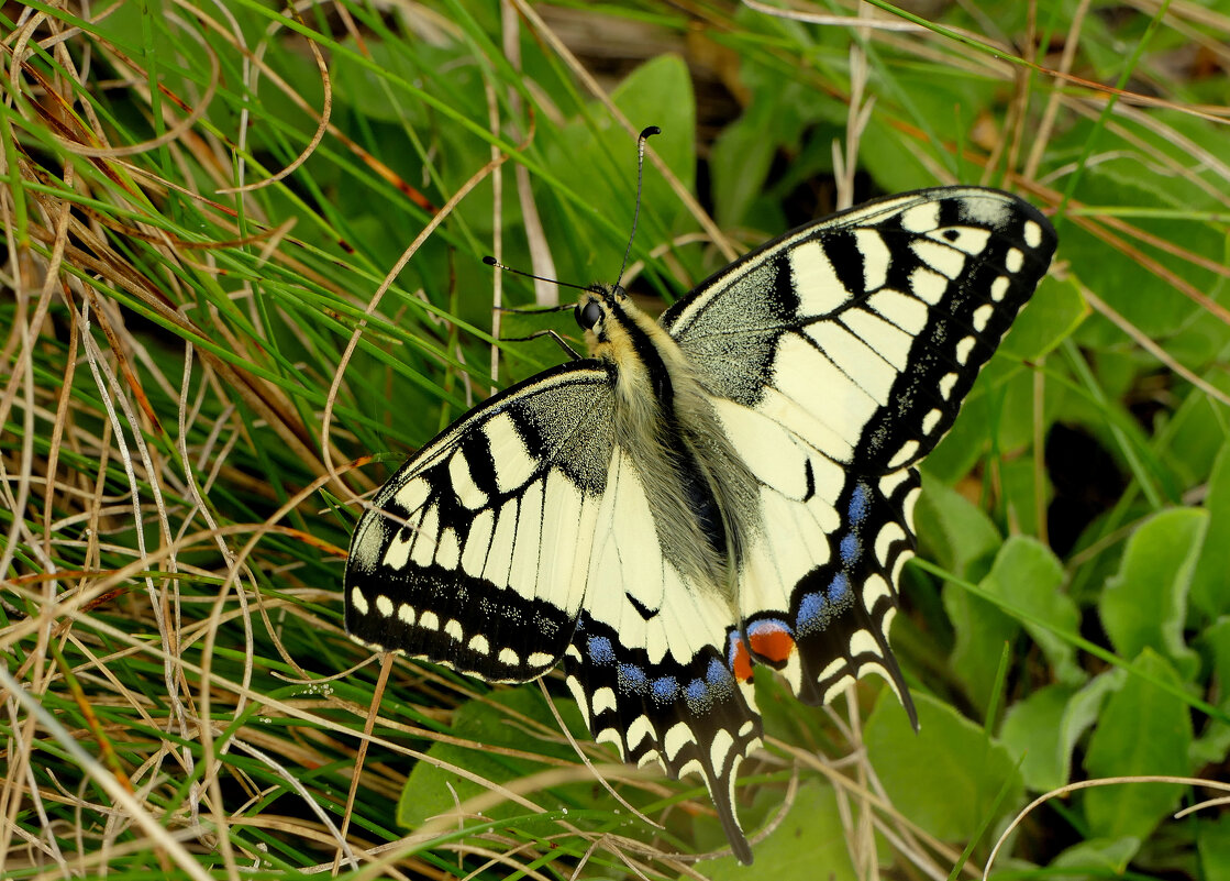 опять про бабочек...445 - Александр Прокудин