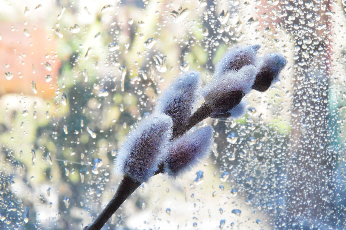 Первые вестники весны... - Надежда Куркина 