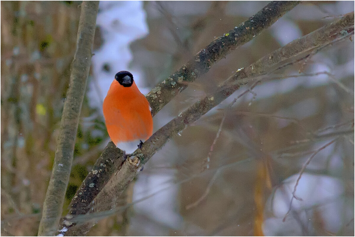 " Атаман " - Валентин Котляров