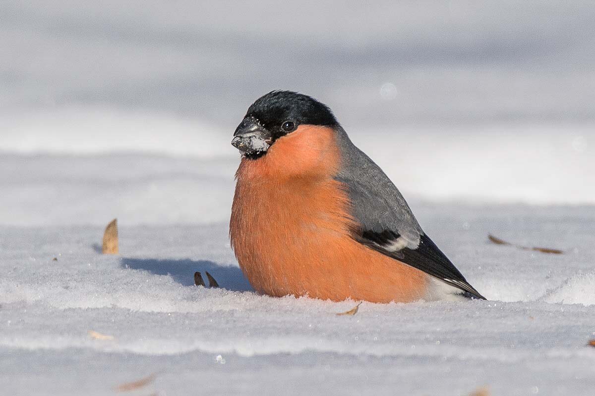 Снегирь. - Nikolay Lovec