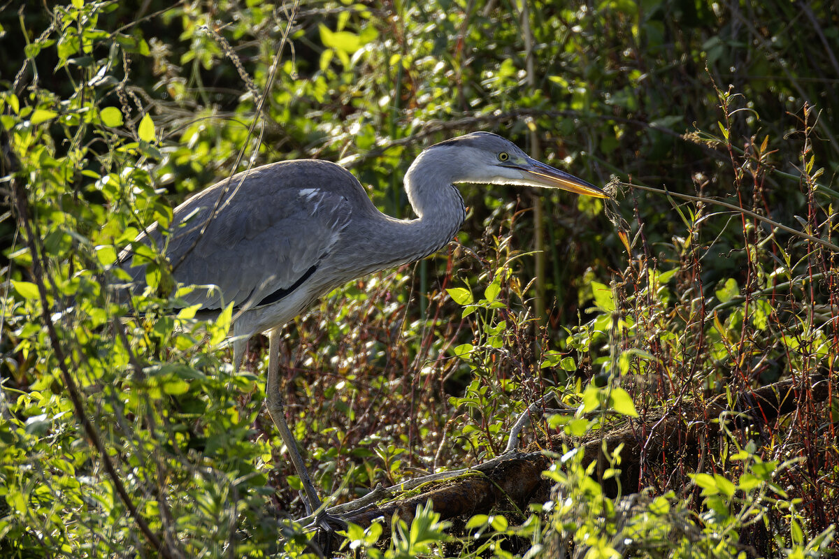 Бльшая голубая цапля. - Alexander Amromin