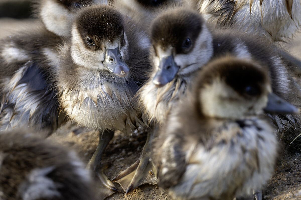 Нильские гуси. - Alexander Amromin