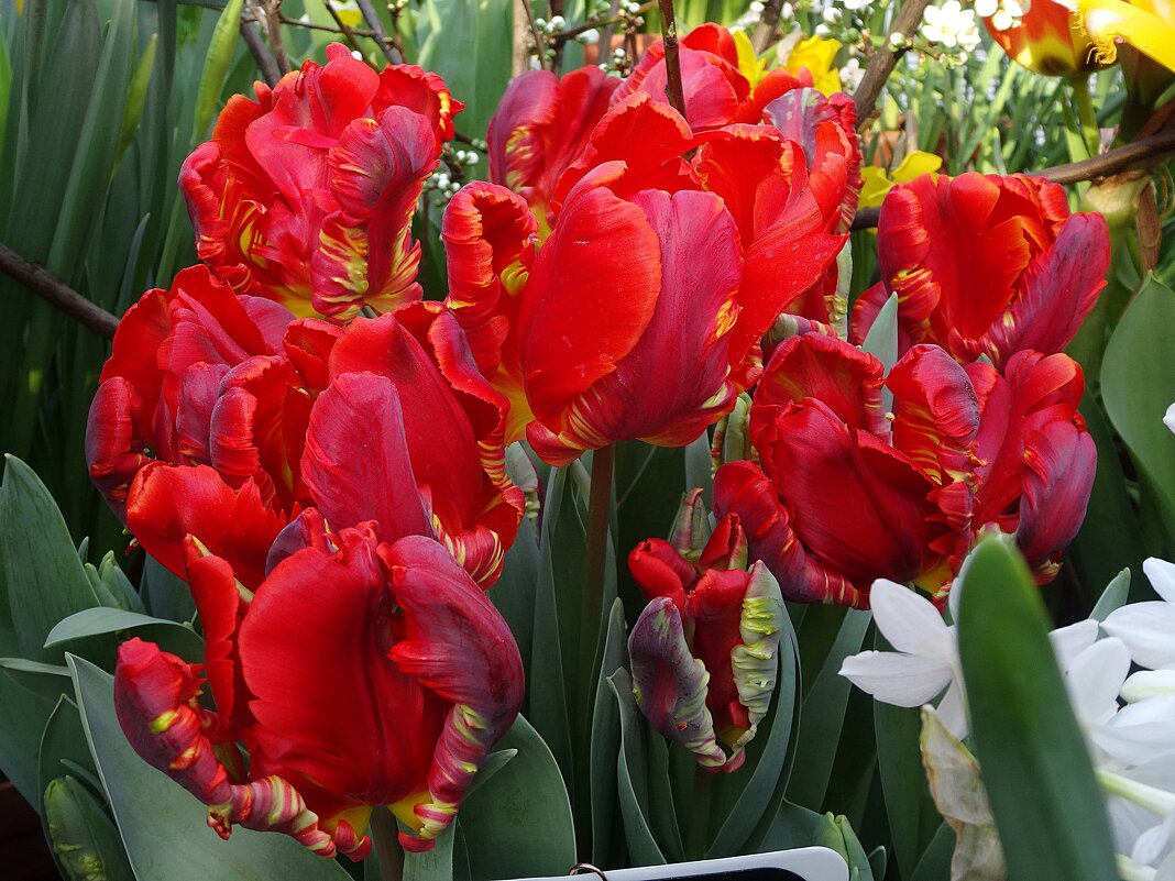 Тюльпаны - Лидия Бусурина