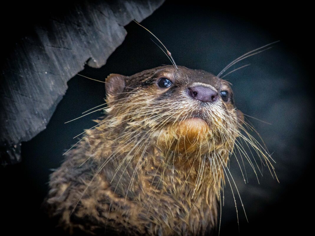 ВЫДРА - Аркадий Лаптенко