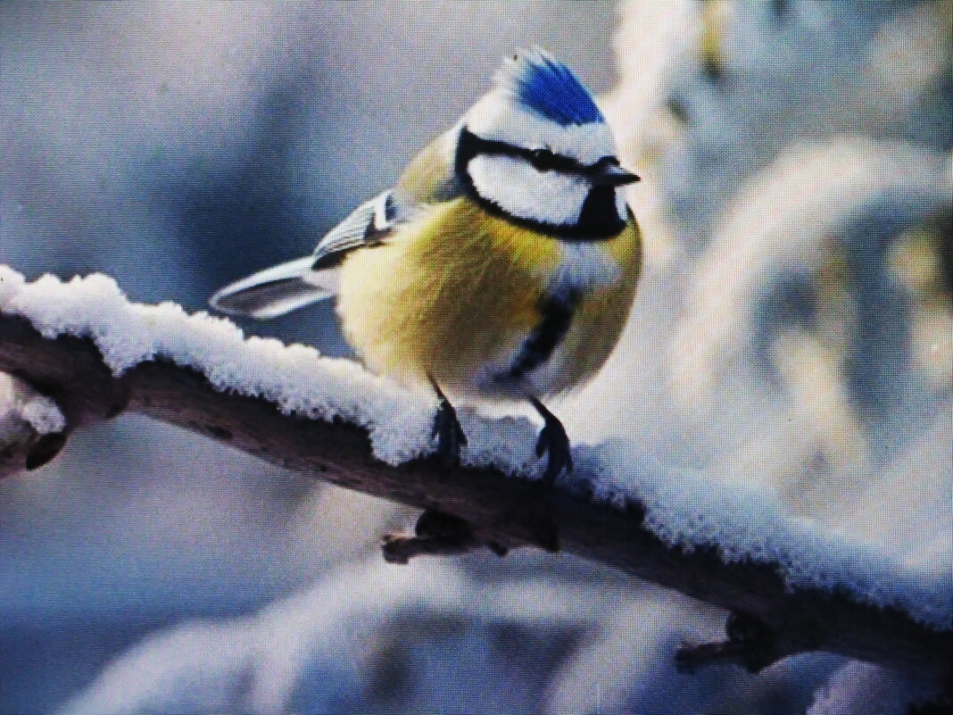 Красавица лазоревка - Людмила Смородинская