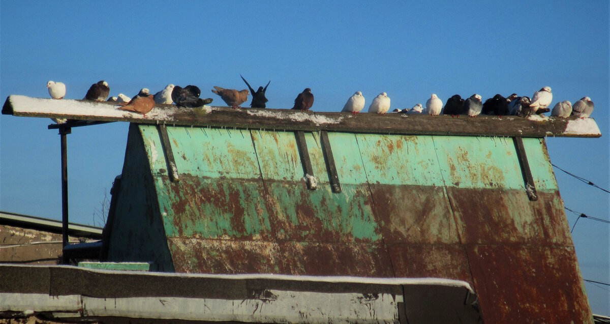 Голубятня - Сергей Уткин Голубятня - Сергей Уткин