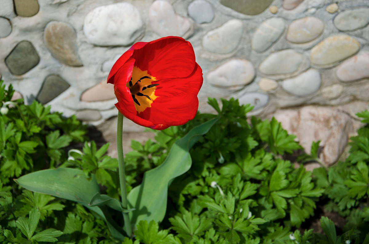 просто тюльпан - Aleksandr .