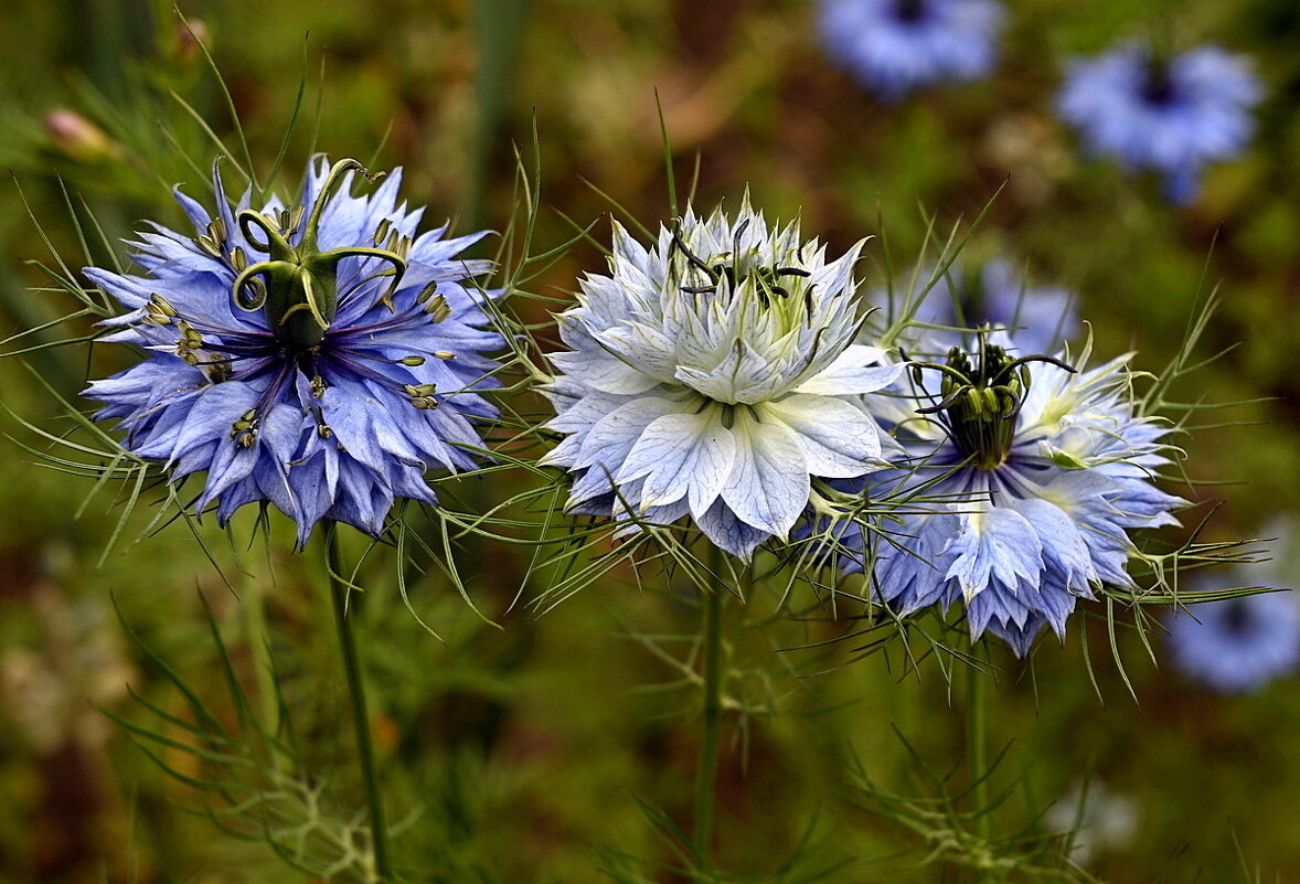 нигелла дамасская - Aleksandr .