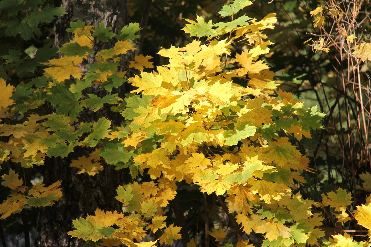 ОСЕННЯЯ ЗАРИСОВКА - Валентина ОСЕННЯЯ ЗАРИСОВКА - Валентина