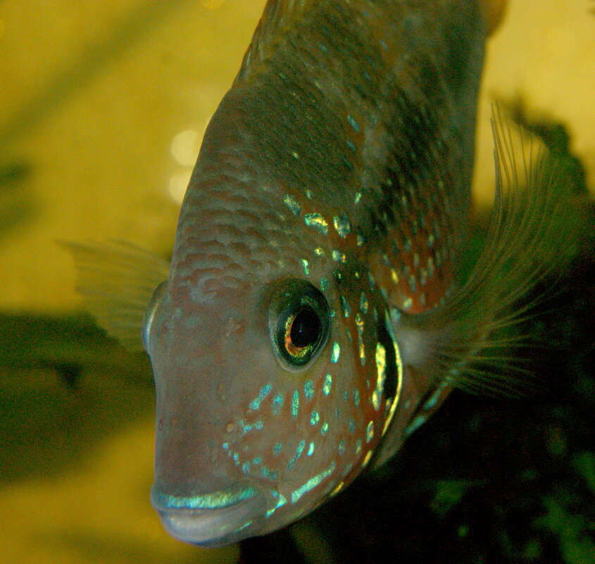 Будем знакомы ! - Александр Владимирович Никитенко Будем знакомы ! - Александр Владимирович Никитенко