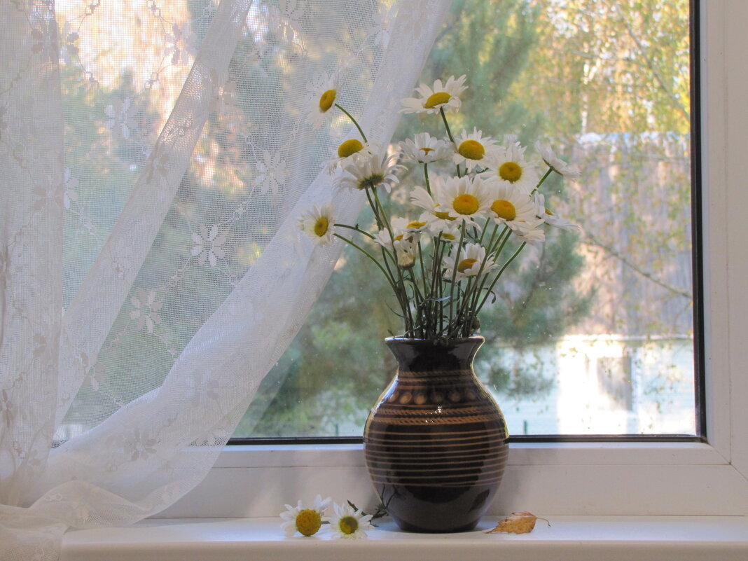 Ромашки октября... - Татьяна Гнездилова Ромашки октября... - Татьяна Гнездилова