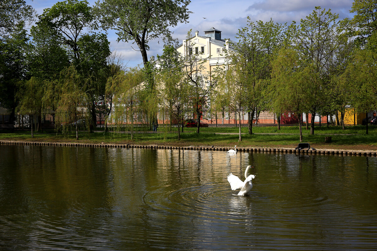 Лебеди - Владимир Гришин