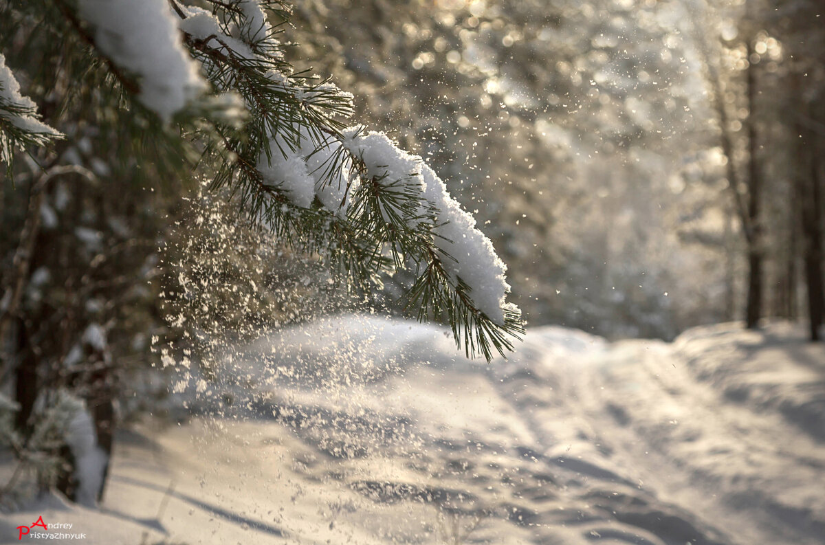В лесу - Андрей Пристяжнюк В лесу - Андрей Пристяжнюк