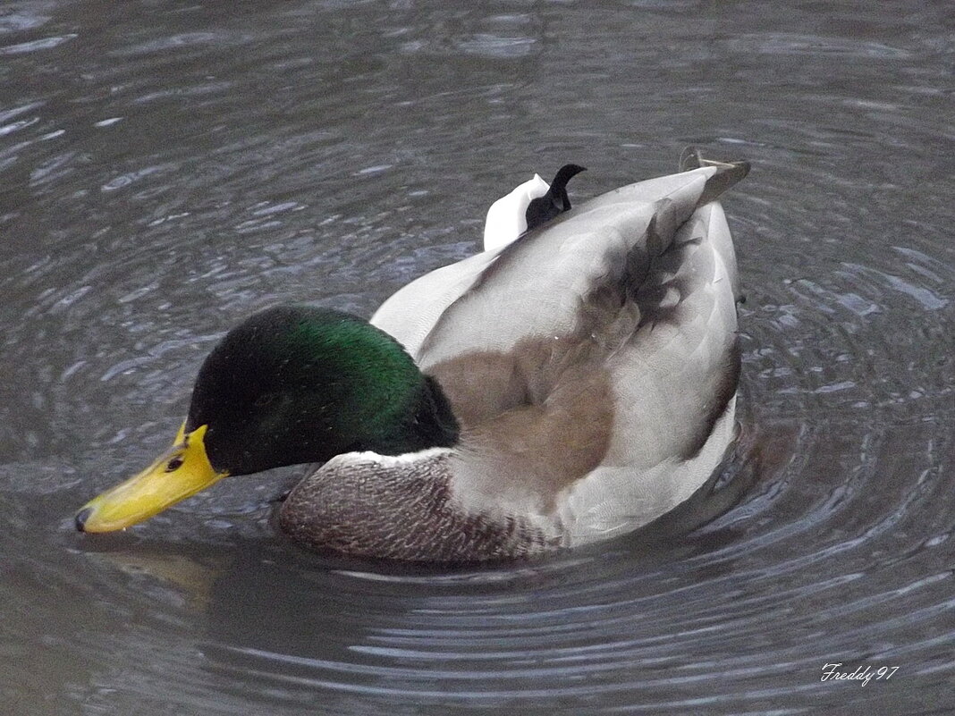 Селезень - Freddy 97 Селезень - Freddy 97