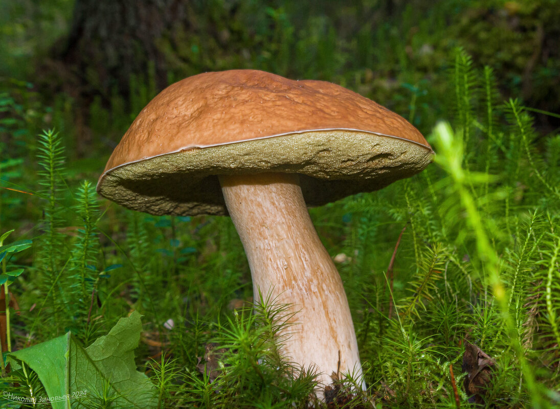 Царь-гриб) Белый гриб еловый, он же луговой - обитатель ельников - Николай Зиновьев Царь-гриб) Белый гриб еловый, он же луговой - обитатель ельников - Николай Зиновьев
