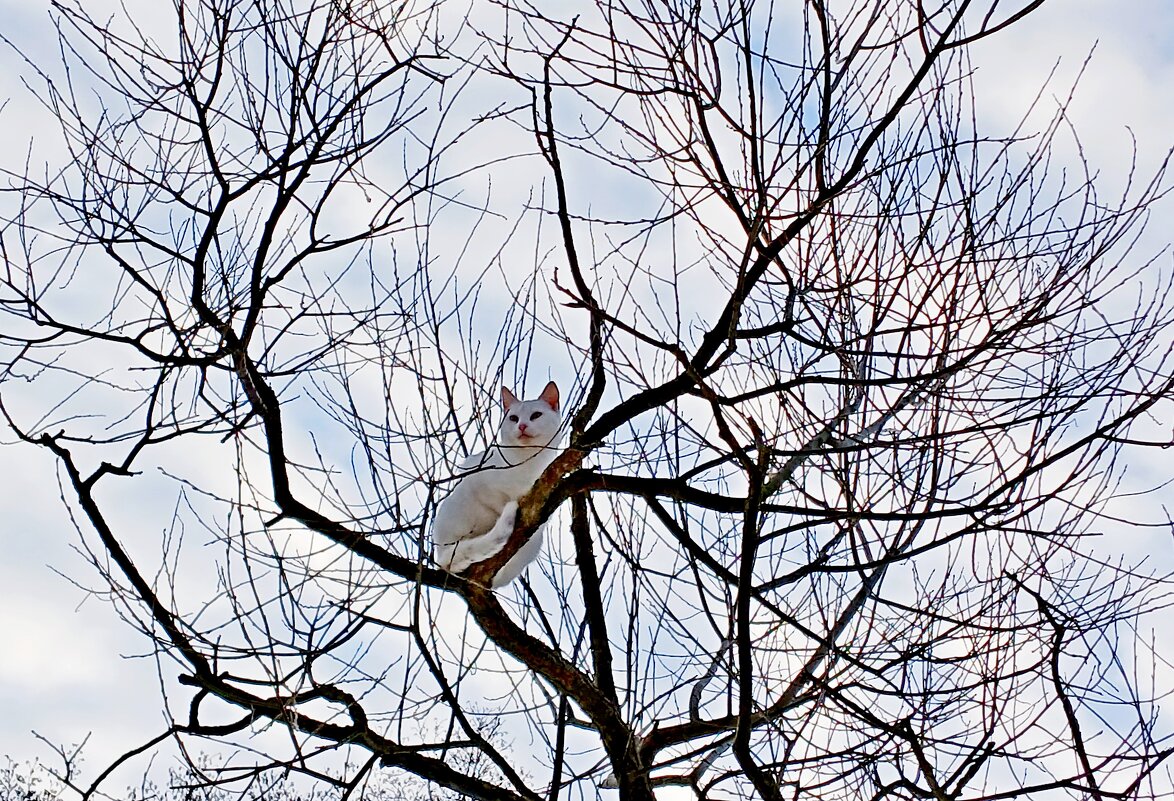 Наблюдатель - Лия ☼