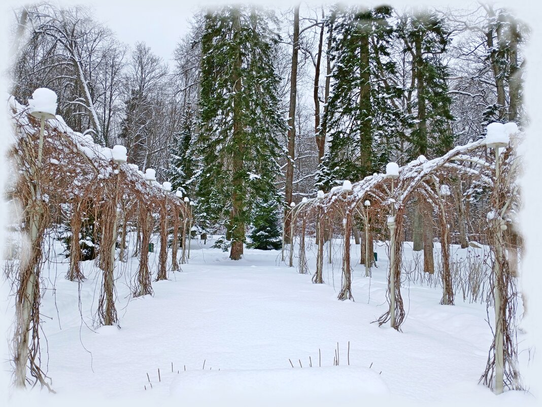 Галерея берсо, пергола - Лия ☼ Галерея берсо, пергола - Лия ☼