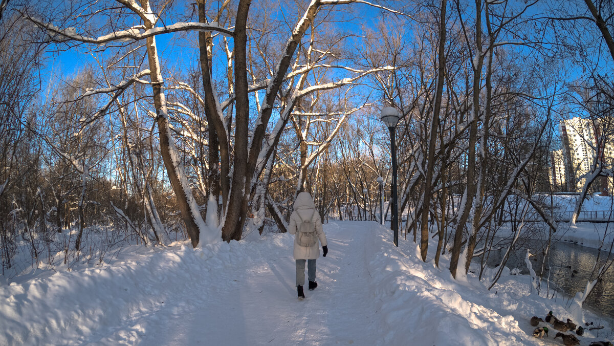 Прогулки в Зимнем Парке - юрий поляков