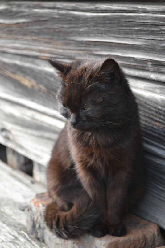 Любимая Мурка. - Prizrak 777