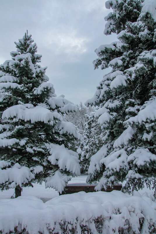 Елочки - Оксана Новик 