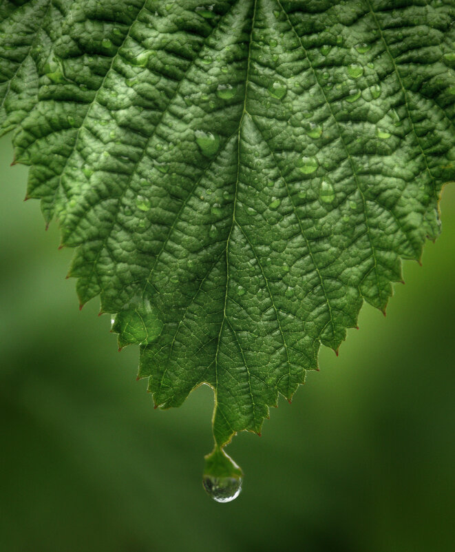 После дожля - СЮ 