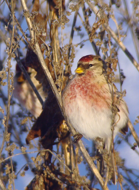 чечётка - gawrilа - dan чечётка - gawrilа - dan