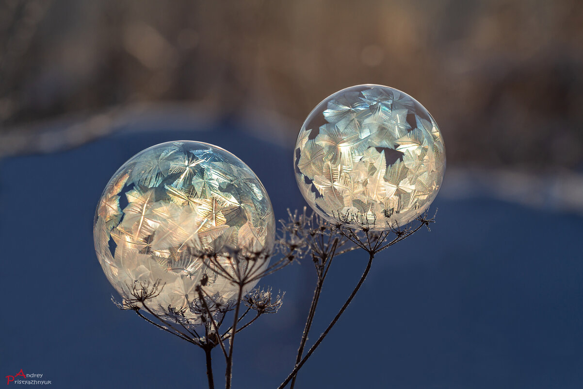 Пузырики - Андрей Пристяжнюк Пузырики - Андрей Пристяжнюк