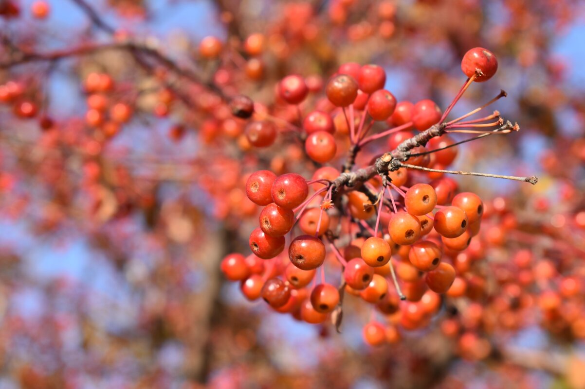 Дички - Дарья Шуклина