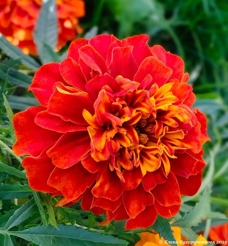 Бархатц (хамелеон) - Елена Сухорученкова