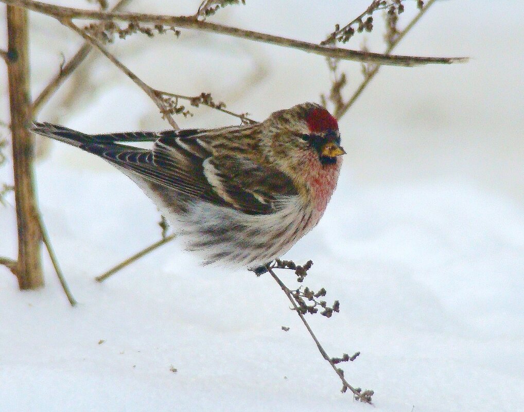 чечётка - gawrilа - dan